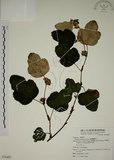 中文名:臺灣懸鉤子(S076887)學名:Rubus formosensis Ktze.(S076887)英文名:Formosan Raspberry