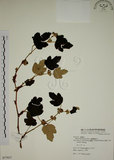 中文名:臺灣懸鉤子(S077917)學名:Rubus formosensis Ktze.(S077917)英文名:Formosan Raspberry