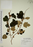 中文名:臺灣懸鉤子(S077953)學名:Rubus formosensis Ktze.(S077953)英文名:Formosan Raspberry