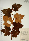 中文名:臺灣懸鉤子(S079417)學名:Rubus formosensis Ktze.(S079417)英文名:Formosan Raspberry