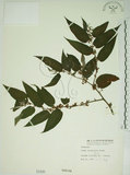 中文名:山黃麻(S000490)學名:Trema orientalis (L.) Bl.(S000490)英文名:Indiacharcoal Trema