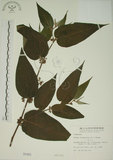中文名:山黃麻(S000491)學名:Trema orientalis (L.) Bl.(S000491)英文名:Indiacharcoal Trema
