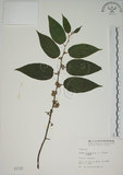 中文名:山黃麻(S001737)學名:Trema orientalis (L.) Bl.(S001737)英文名:Indiacharcoal Trema