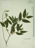中文名:山黃麻(S002137)學名:Trema orientalis (L.) Bl.(S002137)英文名:Indiacharcoal Trema