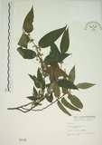 中文名:山黃麻(S002138)學名:Trema orientalis (L.) Bl.(S002138)英文名:Indiacharcoal Trema