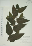 中文名:山黃麻(S003158)學名:Trema orientalis (L.) Bl.(S003158)英文名:Indiacharcoal Trema