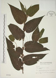 中文名:山黃麻(S003159)學名:Trema orientalis (L.) Bl.(S003159)英文名:Indiacharcoal Trema