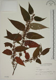 中文名:山黃麻(S003398)學名:Trema orientalis (L.) Bl.(S003398)英文名:Indiacharcoal Trema