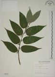 中文名:山黃麻(S004768)學名:Trema orientalis (L.) Bl.(S004768)英文名:Indiacharcoal Trema