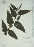 中文名:山黃麻(S004886)學名:Trema orientalis (L.) Bl.(S004886)英文名:Indiacharcoal Trema