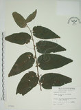 中文名:山黃麻(S007880)學名:Trema orientalis (L.) Bl.(S007880)英文名:Indiacharcoal Trema