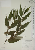 中文名:山黃麻(S011013)學名:Trema orientalis (L.) Bl.(S011013)英文名:Indiacharcoal Trema