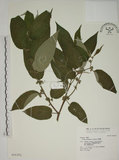 中文名:山黃麻(S016301)學名:Trema orientalis (L.) Bl.(S016301)英文名:Indiacharcoal Trema