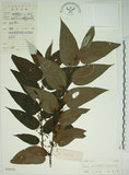 中文名:山黃麻(S029329)學名:Trema orientalis (L.) Bl.(S029329)英文名:Indiacharcoal Trema