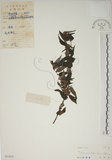 中文名:山黃麻(S033031)學名:Trema orientalis (L.) Bl.(S033031)英文名:Indiacharcoal Trema