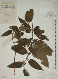 中文名:山黃麻(S033201)學名:Trema orientalis (L.) Bl.(S033201)英文名:Indiacharcoal Trema