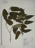 中文名:山黃麻(S034353)學名:Trema orientalis (L.) Bl.(S034353)英文名:Indiacharcoal Trema