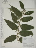 中文名:山黃麻(S035059)學名:Trema orientalis (L.) Bl.(S035059)英文名:Indiacharcoal Trema