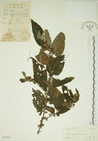 中文名:山黃麻(S045454)學名:Trema orientalis (L.) Bl.(S045454)英文名:Indiacharcoal Trema