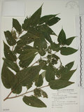 中文名:山黃麻(S062809)學名:Trema orientalis (L.) Bl.(S062809)英文名:Indiacharcoal Trema