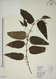 中文名:山黃麻(S063650)學名:Trema orientalis (L.) Bl.(S063650)英文名:Indiacharcoal Trema