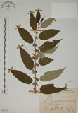 中文名:山黃麻(S068156)學名:Trema orientalis (L.) Bl.(S068156)英文名:Indiacharcoal Trema