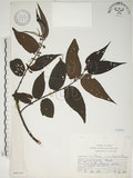 中文名:山黃麻(S068165)學名:Trema orientalis (L.) Bl.(S068165)英文名:Indiacharcoal Trema