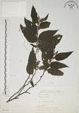 中文名:山黃麻(S068166)學名:Trema orientalis (L.) Bl.(S068166)英文名:Indiacharcoal Trema