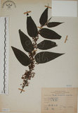 中文名:山黃麻(S068167)學名:Trema orientalis (L.) Bl.(S068167)英文名:Indiacharcoal Trema