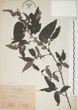 中文名:山黃麻(S068211)學名:Trema orientalis (L.) Bl.(S068211)英文名:Indiacharcoal Trema