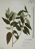 中文名:山黃麻(S072885)學名:Trema orientalis (L.) Bl.(S072885)英文名:Indiacharcoal Trema