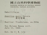 中文名:玉山茴香(S000601)學名:Pimpinella niitakayamensis Hayata(S000601)