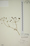 中文名:玉山茴香(S000601)學名:Pimpinella niitakayamensis Hayata(S000601)