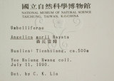 中文名:玉山茴香(S000602)學名:Pimpinella niitakayamensis Hayata(S000602)