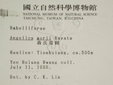 中文名:玉山茴香(S000603)學名:Pimpinella niitakayamensis Hayata(S000603)