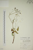 中文名:玉山茴香(S003729)學名:Pimpinella niitakayamensis Hayata(S003729)