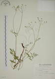 中文名:玉山茴香(S008479)學名:Pimpinella niitakayamensis Hayata(S008479)