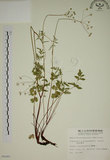 中文名:玉山茴香(S008480)學名:Pimpinella niitakayamensis Hayata(S008480)