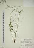 中文名:玉山茴香(S011239)學名:Pimpinella niitakayamensis Hayata(S011239)