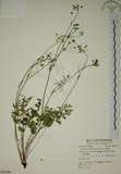 中文名:玉山茴香(S054590)學名:Pimpinella niitakayamensis Hayata(S054590)