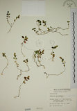 中文名:爵床(S000005)學名:Justicia procumbens L. var. procumbens.(S000005)英文名:Rat-tail willow