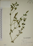 中文名:爵床(S002357)學名:Justicia procumbens L. var. procumbens.(S002357)英文名:Rat-tail willow