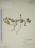 中文名:爵床(S002536)學名:Justicia procumbens L. var. procumbens.(S002536)英文名:Rat-tail willow