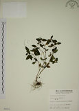 中文名:爵床(S004521)學名:Justicia procumbens L. var. procumbens.(S004521)英文名:Rat-tail willow