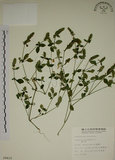 中文名:爵床(S009410)學名:Justicia procumbens L. var. procumbens.(S009410)英文名:Rat-tail willow