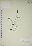 中文名:爵床(S010154)學名:Justicia procumbens L. var. procumbens.(S010154)英文名:Rat-tail willow