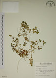 中文名:爵床(S010432)學名:Justicia procumbens L. var. procumbens.(S010432)英文名:Rat-tail willow