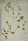 中文名:爵床(S011387)學名:Justicia procumbens L. var. procumbens.(S011387)英文名:Rat-tail willow