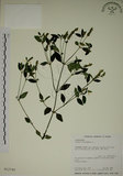 中文名:爵床(S012740)學名:Justicia procumbens L. var. procumbens.(S012740)英文名:Rat-tail willow