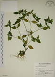 中文名:爵床(S013207)學名:Justicia procumbens L. var. procumbens.(S013207)英文名:Rat-tail willow